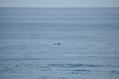 Tursiops truncatus ponticus