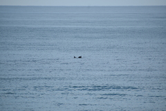 Tursiops truncatus ponticus