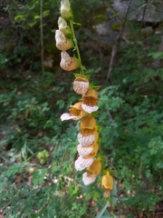 Digitalis laevigata
