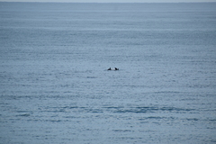 Tursiops truncatus ponticus