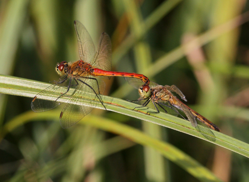 Spotted Darter, 8371 Scheerwolde, Nederland, photo 6 of 10