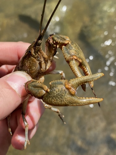 Tug Valley Crayfish (Cambarus hatfieldi) · iNaturalist