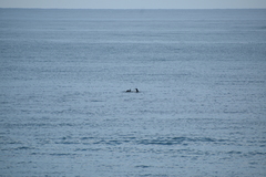 Tursiops truncatus ponticus