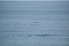 Tursiops truncatus ponticus