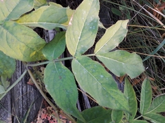 Sambucus sibirica