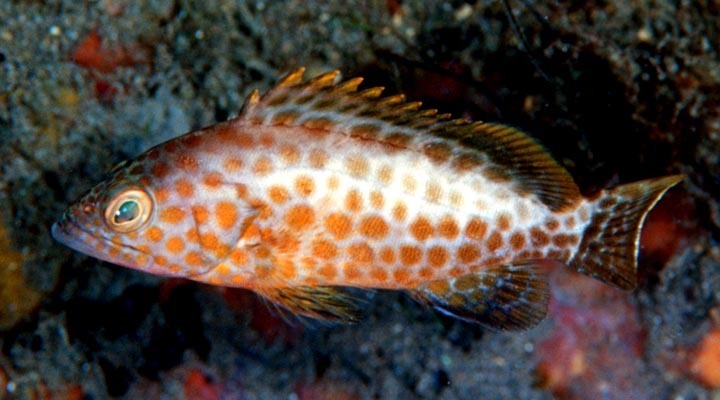 Areolate Grouper