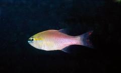 Ostorhinchus apogonoides