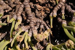 Monilaria moniliformis