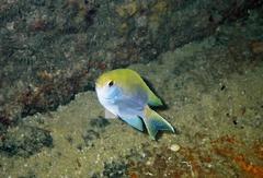 Chromis dasygenys