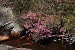 Erica bergiana bergiana