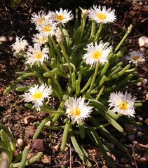 Monilaria moniliformis