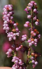Erica bergiana bergiana