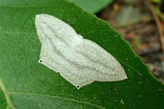 Acropteris ciniferaria