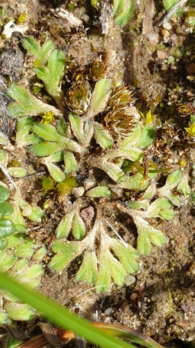 Pale Crystalwort (Riccia asprella)