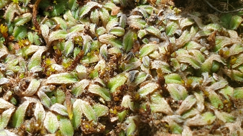 Image of Riccia asprella by (c) Andrew Thornhill, some rights reserved (CC BY)
