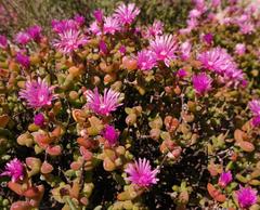 Drosanthemopsis diversifolia