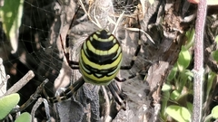 Argiope bruennichi