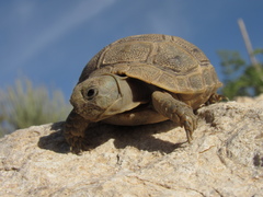 Testudo graeca