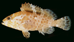 Longspine Grouper photo 4