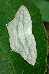 Acropteris ciniferaria