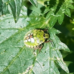Nezara viridula