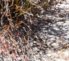 Pedioplanis burchelli