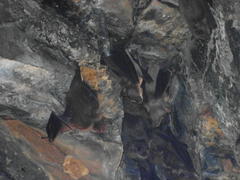 Rousettus aegyptiacus