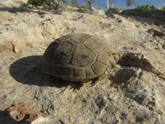 Testudo graeca