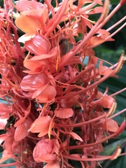 Hedychium coccineum