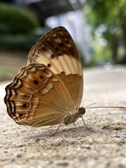 Cupha arias