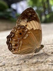 Cupha arias