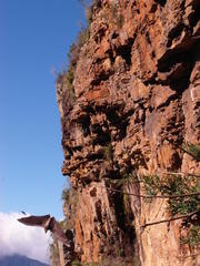 Rousettus aegyptiacus