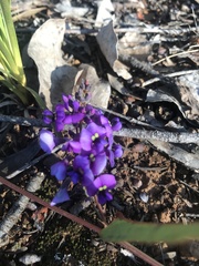 Hardenbergia violacea