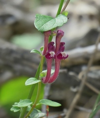 Scutellaria sibthorpii
