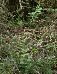 Scutellaria sibthorpii