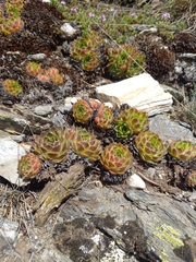 Sempervivum heuffelii