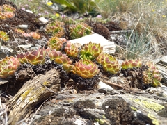 Sempervivum heuffelii