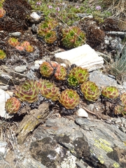 Sempervivum heuffelii