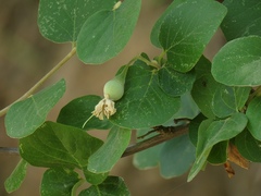 Styrax officinalis