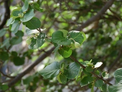 Styrax officinalis