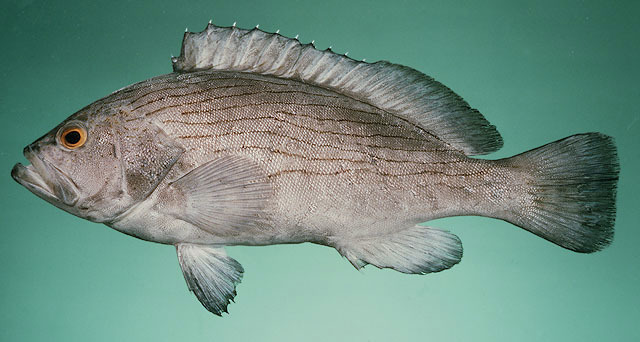 Wavy-Lined Grouper