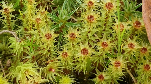 Breutelia affinis