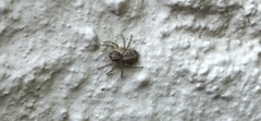 Saitis variegatus