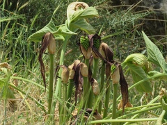 Arum sintenisii