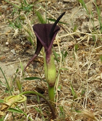 Arum sintenisii
