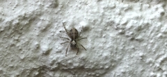 Saitis variegatus