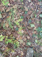 Aconitum delphiniifolium