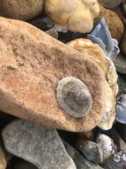 Niveotectura pallida