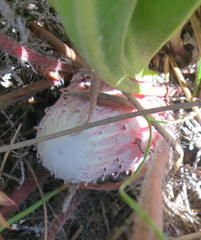 Protea pruinosa