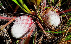Protea pruinosa